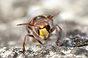 Mandibles of giant hornet