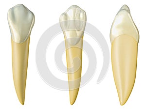 Mandibular canine tooth in the buccal, palatal and lateral views. Realistic 3d illustration of mandibular canine tooth. photo