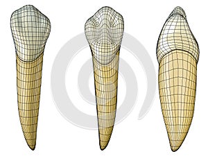 Mandibular canine tooth in the vestibular, palatal and lateral views with black wireframe wrapping the tooth. Realistic 3d