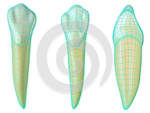 Mandibular canine tooth in the vestibular, palatal and lateral views with blue neon wireframe wrapping the tooth. Realistic 3d