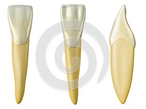 Mandibular central incisor tooth in the buccal, palatal and lateral views. Realistic 3d illustration of mandibular central incisor photo