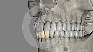 The mandibular central incisor is the tooth located on the jaw, adjacent to the midline of the face