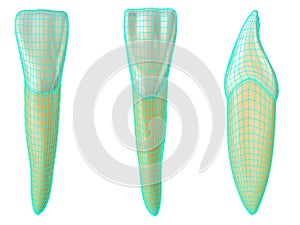 Mandibular central incisor tooth in the vestibular, palatal and lateral views with blue neon wireframe wrapping the tooth