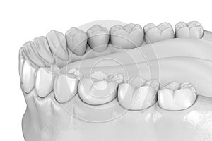 Mandibular human gum and teeth anatomy. Medically accurate tooth illustration