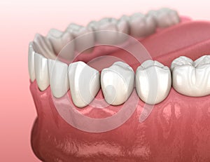 Mandibular human gum and teeth anatomy. Medically accurate tooth