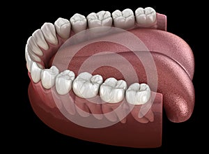 Mandibular human gum and teeth. Medically accurate tooth illustration