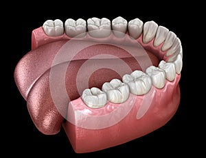 Mandibular human gum and teeth. Medically accurate tooth illustration