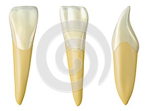 Mandibular lateral incisor tooth in the buccal, palatal and lateral views. Realistic 3d illustration of mandibular lateral incisor