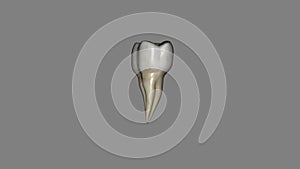 The mandibular third molar is also referred as the wisdom tooth