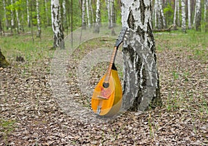 Mandolin lost in a birch forest
