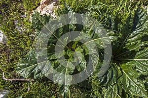 Mandragora is a genus of plants photo