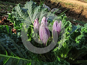 Mandragora or mandrake a purple wildflower that grows in the Winter photo