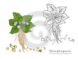 Mandragora plant. Colored and outline set vector illustration.