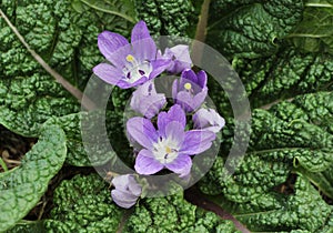 Mandrake flowers, mandragora officinalis