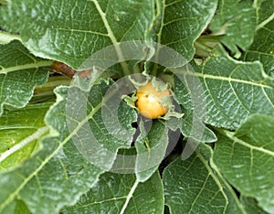 Mandrake, Mandragora officinarum