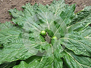 Mandrake, Mandragora officinarum