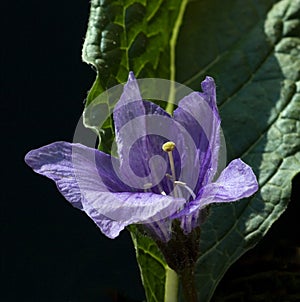Mandrake; Mandragora officinarum photo