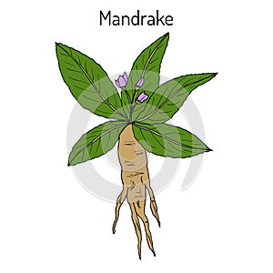 Mandrake root or Mandragora officinarum