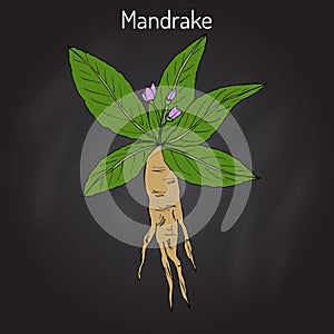 Mandrake root or Mandragora officinarum