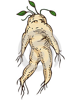 Mandrake Root