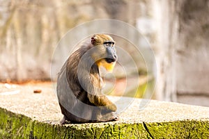 Mandril monkey in the Artis Zoo