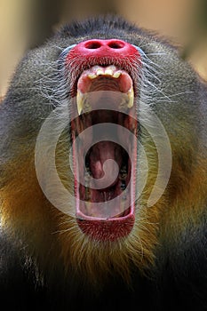 Mandril, monkey mandril, Mandrillus sphinx closeup face