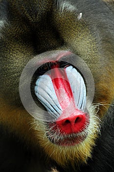 Mandril, monkey mandril, Mandrillus sphinx closeup face