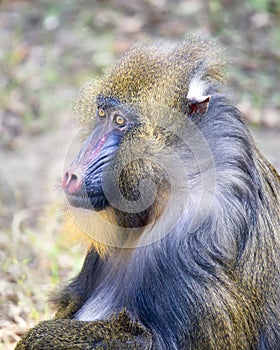 Mandril Portrait