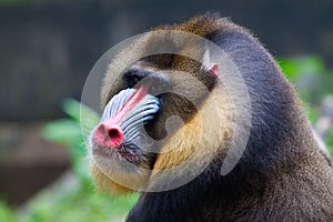 Mandrill photo