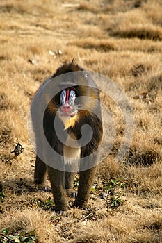 Mandrill-2