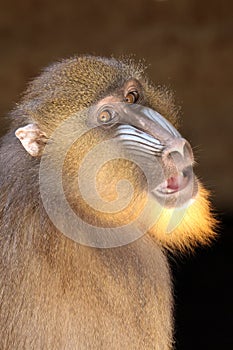 The mandrill