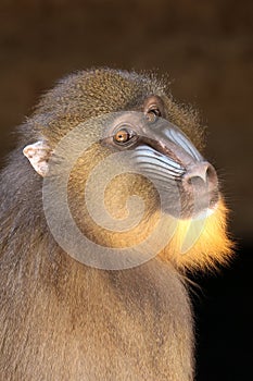 The mandrill