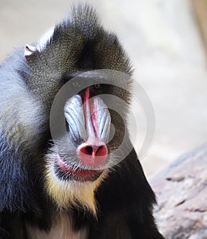 Mandrill photo