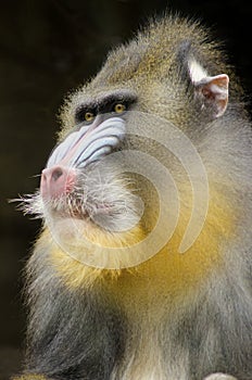 Mandrill