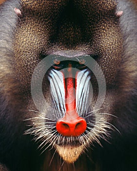 Mandrill