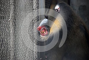 Mandrill