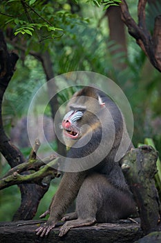 Mandrill