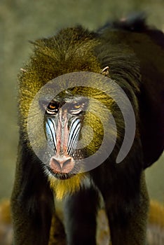 Mandrill Ape Monkey, Primate Baboon Animal photo