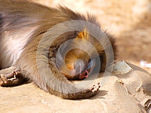 Mandrill asleep photo