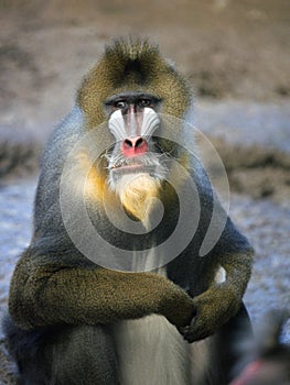 Mandrill baboon