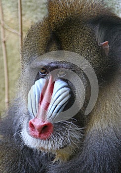 Mandrill Baboon