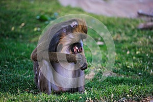 Mandrill Baboon