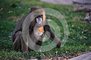 Mandrill baboon photo