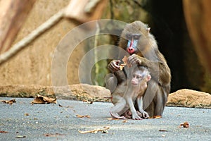 Mandrill baby with its parent photo