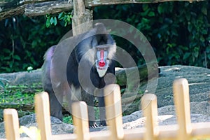 Mandrill in Captivity, Singapore Zoo