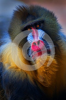 Mandrill Face