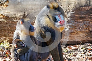 Mandrill - family portrait photo