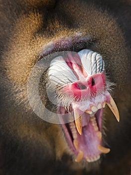 Mandrill Fangs photo