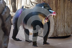 Mandrill, Male mandrill, Mandrillus sphinx. Portrait