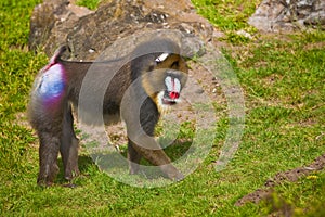 Mandrill (Mandrillus sphinx). photo